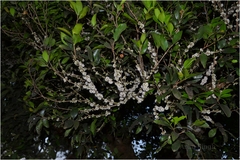 Memecylon kollimalayanum